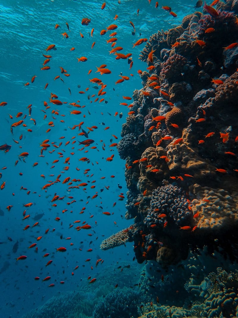 Marine Life