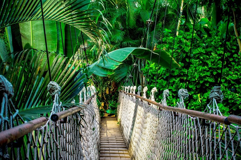 Rainforest Image